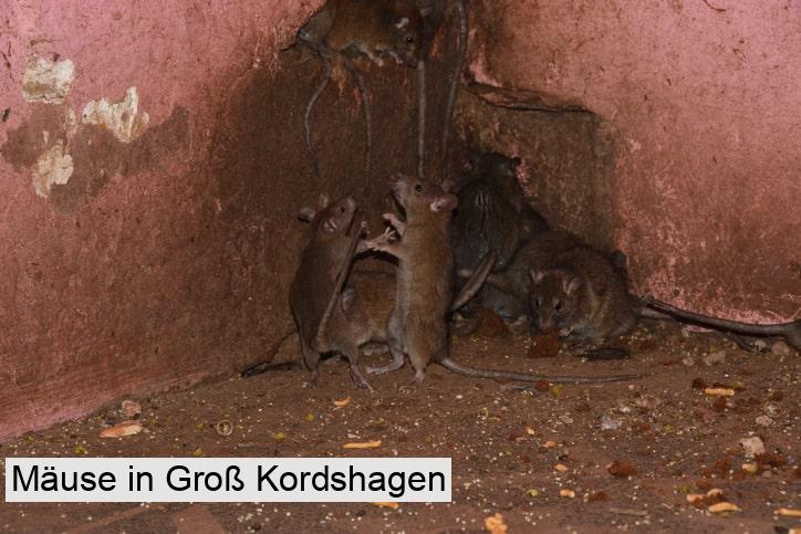 Mäuse in Groß Kordshagen